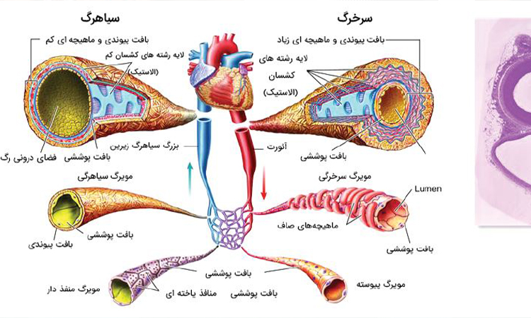 ساختار رگ های خونی 