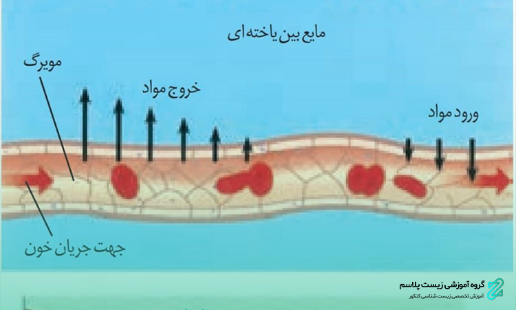 ساختار رگ های خونی