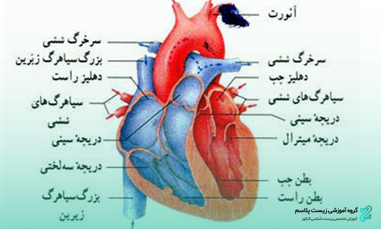 انواع گردش خون و ساختار قلب