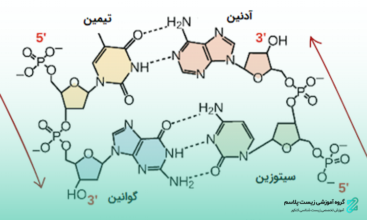 ساختار نوکلئیک اسیدها